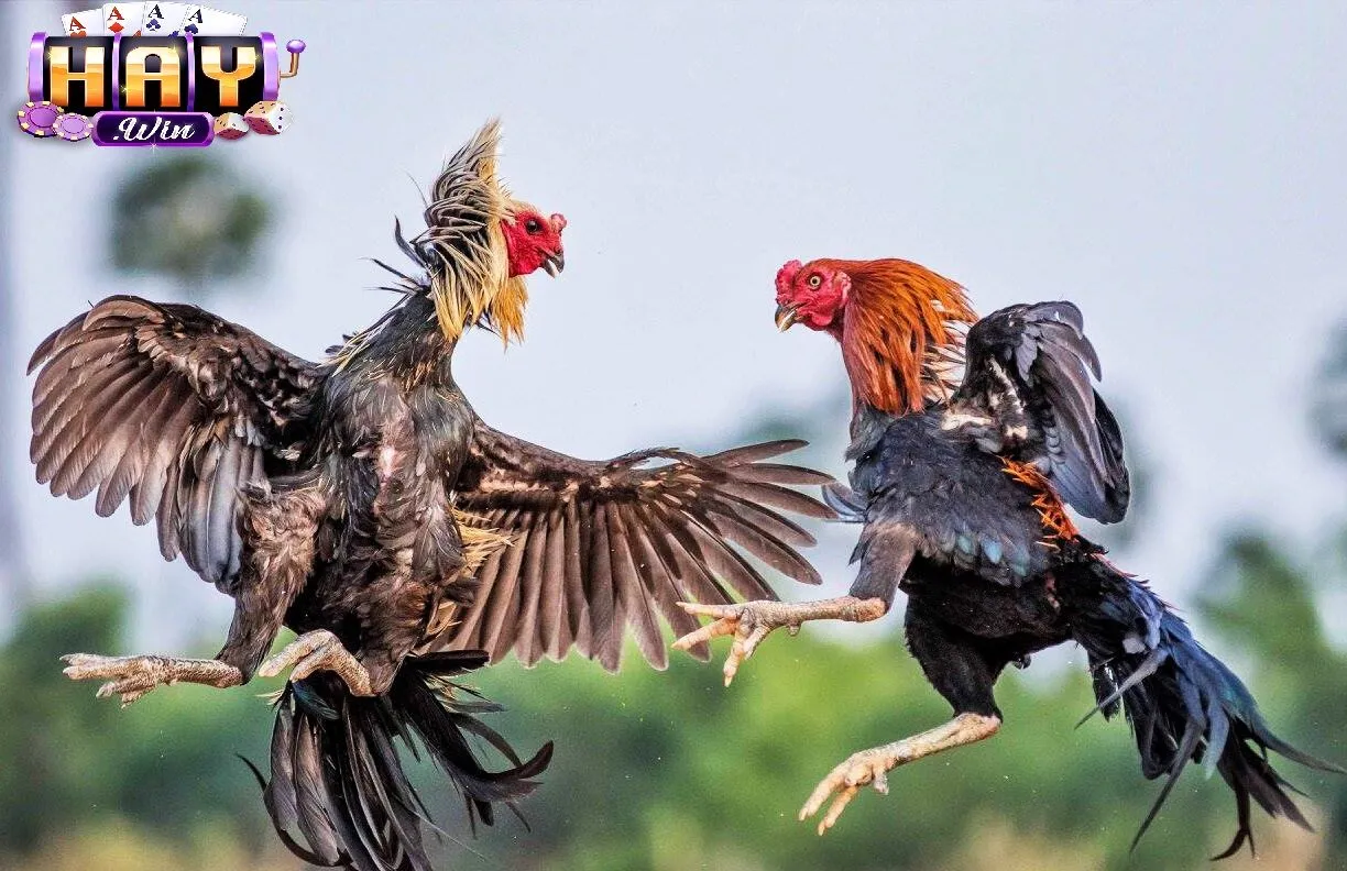 Tìm hiểu chi tiết về Đá Gà Cựa Dao Haywin